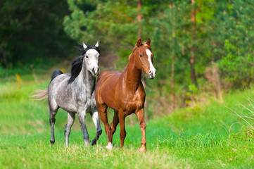 Two arabian horses run in spring landscape