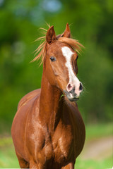 Red arabian horse portrait in motion