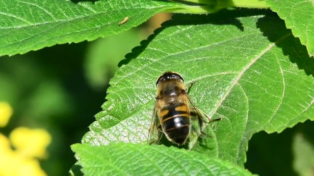 Wiping his bee on a green leaf