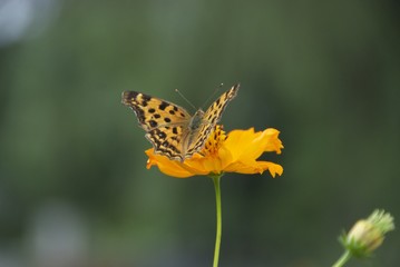 Obraz premium 꽃과 나비