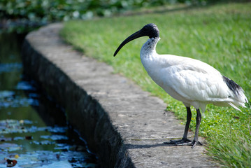 Ibis bird standing on edge of lake