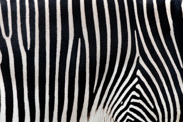 Fototapeta na wymiar Zebra texturae pattern 