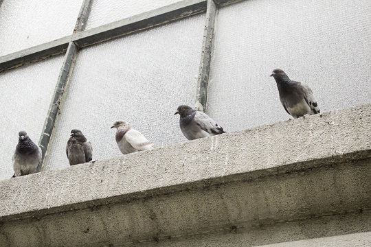 Pigeons in window
