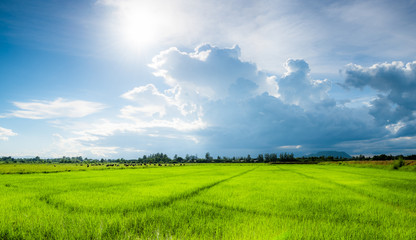 Rice field green grass blue sky cloud cloudy landscape background