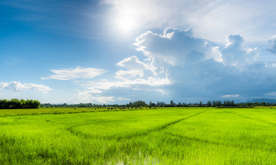 Rice field green grass blue sky cloud cloudy landscape background