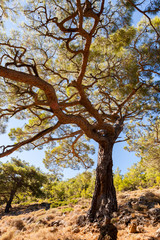 Arbre centenaire