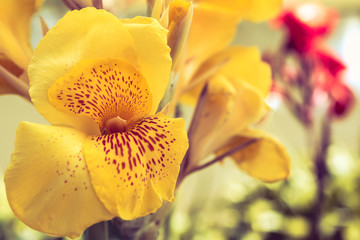 Fototapeta na wymiar Yellow flower in park