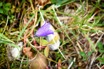 Purple Bell Flower ruellia brittoniana flowers is blossoming in
