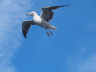 Möwe im Flug 