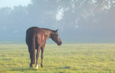 horse on misty pasture