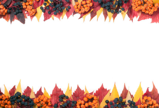 Frame of autumn leaves with rowan berries and wild grapes isolated on white background