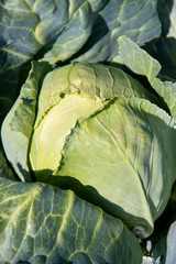 ripe a head of cabbage in the garden close-up