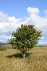 A rowan tree in the countryside on a sunny day