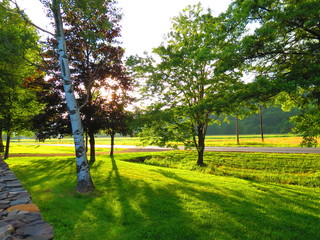 Light peeking between the trees
