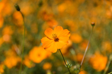 Cosmos sulphureus