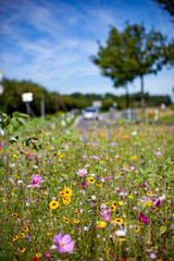 Blumenwiese Sommerblumen Landschaft Natur