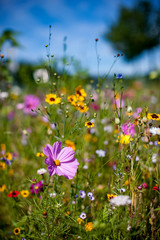 Blumenwiese Sommerblumen Landschaft Natur