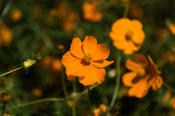 Cosmos sulphureus