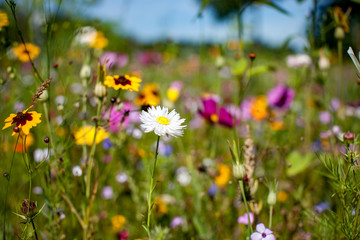 Blumenwiese Sommerblumen Landschaft Natur