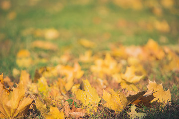 Yellow autumn Maple leaves on green grass. Bokeh blurred artistic background
