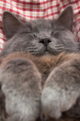 Gray kitten sleeping sweetly on back, paws folded on chest