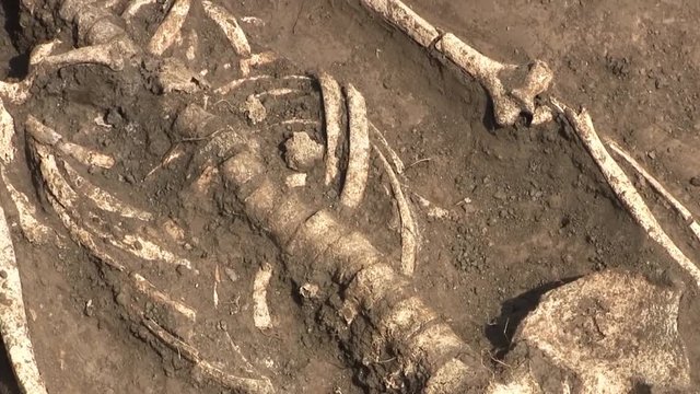 A Sculp And Bones Of A Person Buried In The Ground. An Excavation Site