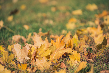 Yellow autumn Maple leaves on green grass. Bokeh blurred artistic background