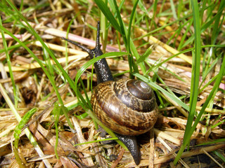 Edible snail in grass