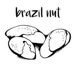 Brazil nuts isolated on white background, vector illustration