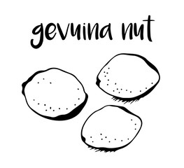 Gevuina nuts isolated on white background, vector illustration