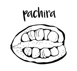 Pachira nut on white background, vector illustration