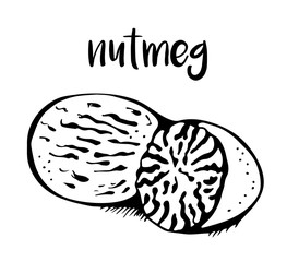 Nutmeg isolated on white background, vector illustration