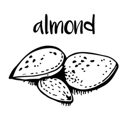 Almond isolated on white background, vector illustration