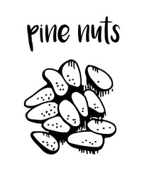 Pine nuts isolated on white background, vector illustration