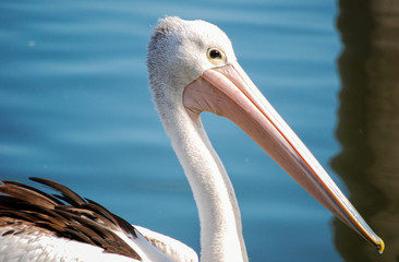 Pelican bird up close on water