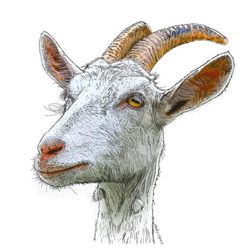 goat - a portrait - a vector color drawing