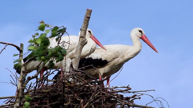 Couple of White Storks (Ciconia Ciconia) in Nest