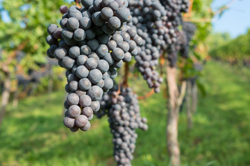 Rote Weintrauben Pinot Noir an der Rebe