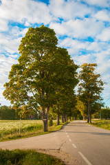 Obraz premium Trees by road