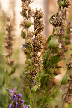 Hyssopus officinalis - seeds and flowers