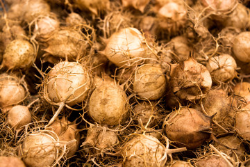 Nigella damasceana - seedpods