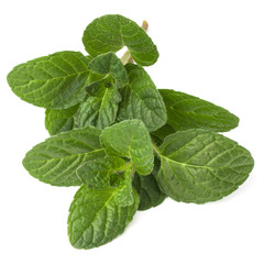 Fresh mint herb leaves isolated on white background cutout