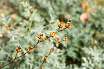 Ruta graveolens - seeds