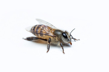 Honey Bee in White Background.