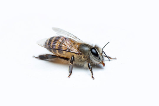 Honey Bee in White Background.