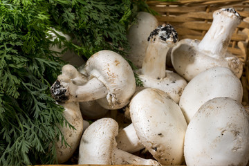 Raw mushrooms into a wicker basket. Autumn food