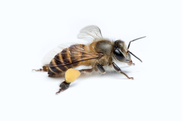 Honey Bee in White Background.