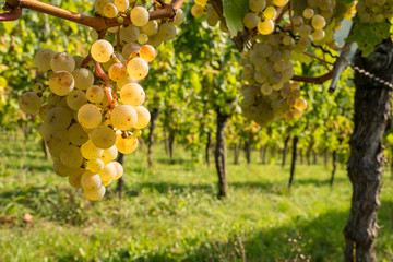 Riesling Trauben an einem Weinstock