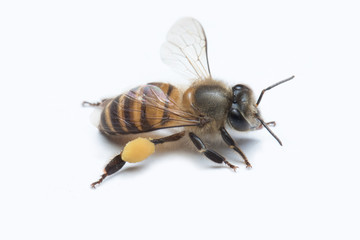 Honey Bee in White Background.