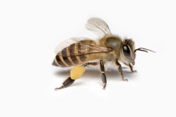 Honey Bee in White Background.